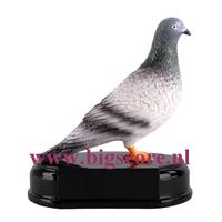 Duif R26031